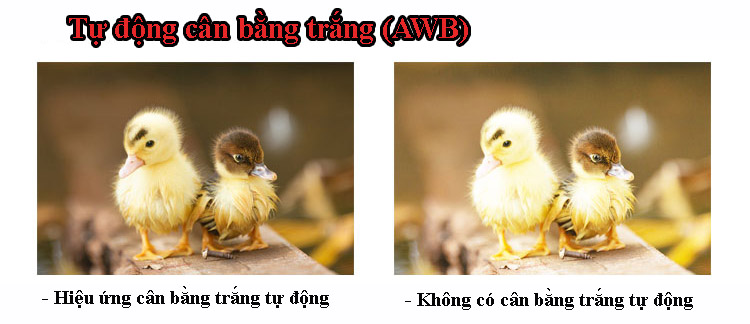 hieu ung tu dong can bang trang AWB